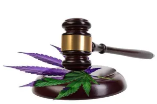 The Ripple Effect: Analyzing the Impact of Catalyst Cannabis' Lawsuits on the California Cannabis Market