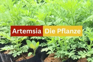 Die Artemisia-Pflanze