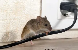 BEST MICE CONTROL ADELAIDE