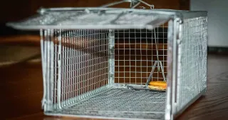 MICE REMOVAL ADELAIDE