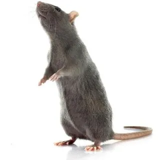 RAT PEST CONTROL ADELAIDE