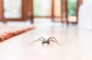 SPIDER PEST CONTROL ADELAIDE