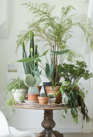 Biophilia – Bringing the Outside In