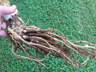 "Unlock the Secrets of Successful Bare Root Planting: Your Ultimate Guide"