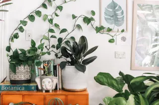  Tips for Staging with Plants