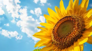 ☀️ Rethinking Summer: Letting Go of Drinking and Rewiring for Joy