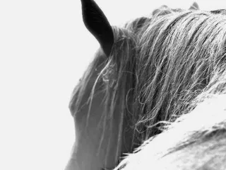 Do Horses Feel Pain?