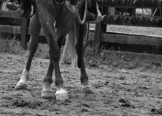 Is Your Horse Bored?