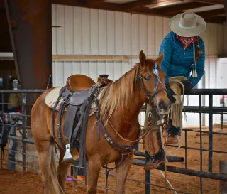 What is Your Horse Working On?