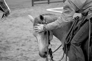 Learned Helplessness