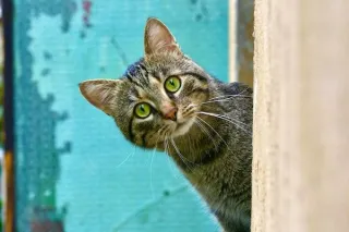 Wat een kat me leerde over connectie