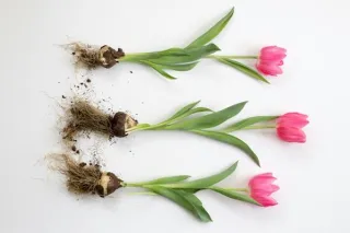 Waarom klanten je sterkste punten niet zien (en wat bloembollen je daarover leren)