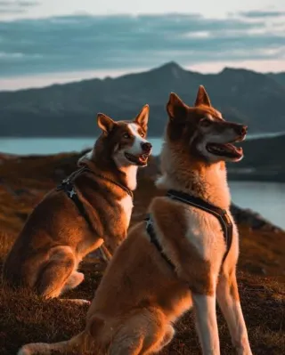 ¿Por qué mi perro huele el trasero de otros perros?