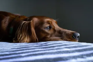 Unraveling the Mystery Dog Respiratory Illness: Safeguarding Your Furry Friends in Oregon and Beyond