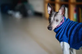 Hot take: There is no list of skills every dog needs to know.