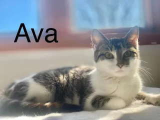 Ava The Cat