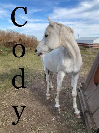 Cody The Horse