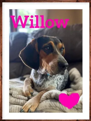 Willow The Dog