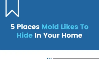 Top 5 Places Mold Loves to Hide (and How We Find It)
