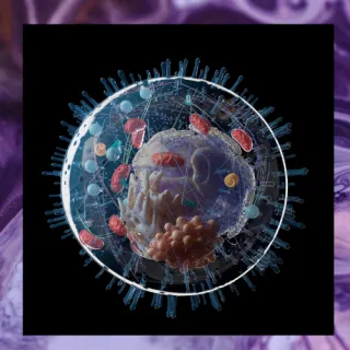 The Hidden Secret to Energy and Clarity Most Women Overlook:  Mitochondria