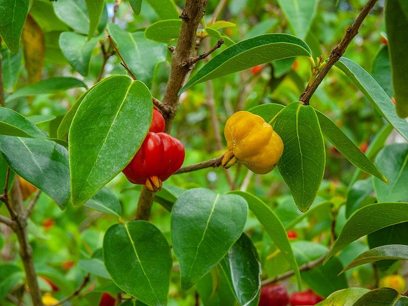 Les vertus de l'EUGENIA UNIFLORA : Une plante à multiples facettes