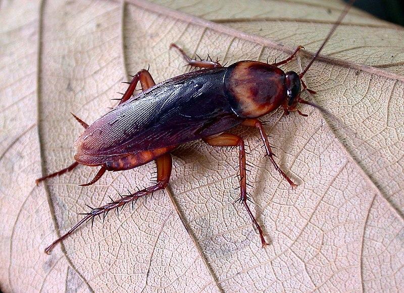 Les Propriétés Curatives de PERIPLANETA AMERICANA : Un Trésor de la Nature