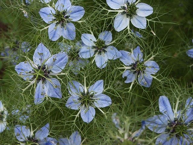 Les propriétés curatives de la NIGELLA SATIVA