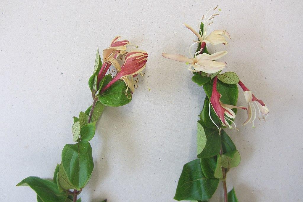 Les Bienfaits Médicinaux de Lonicera Japonica : Une Révélation Naturelle