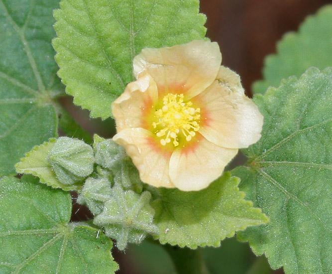 Les Propriétés Curatives de la Plante Médicinale Sida Cordifolia
