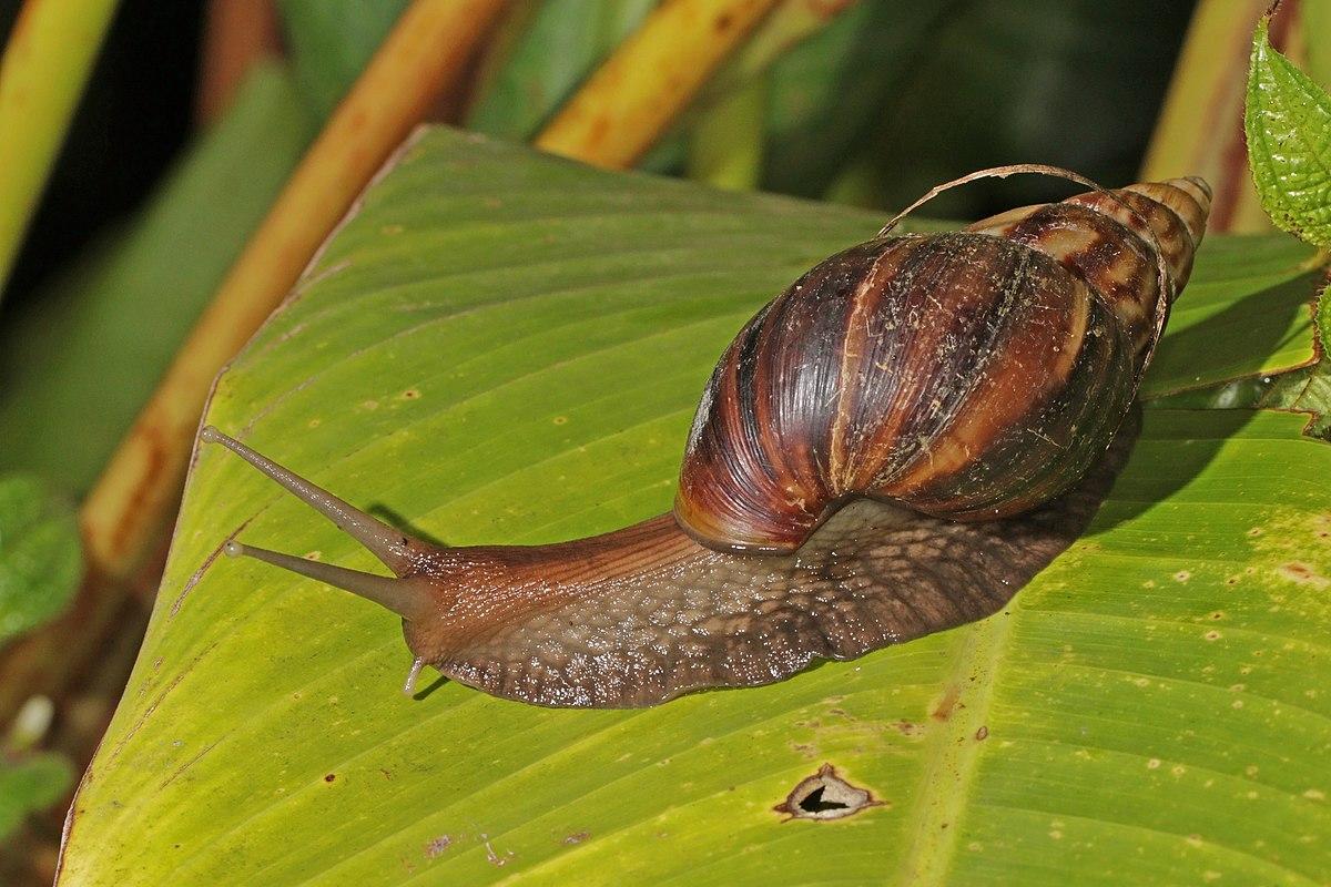 Les bienfaits de la Lissachatina fullica : application alcoolique et propriétés curatives