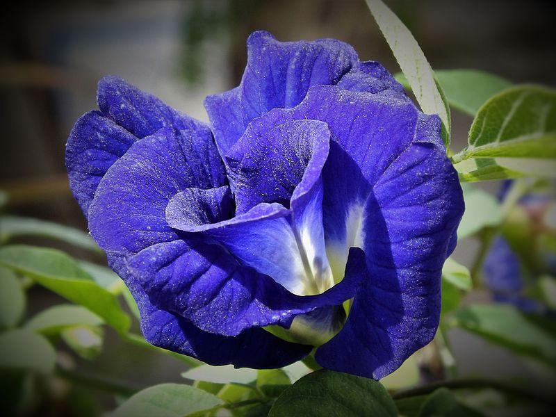 Les Propriétés Curatives de la Clitoria Ternatea : Un Trésor Naturel