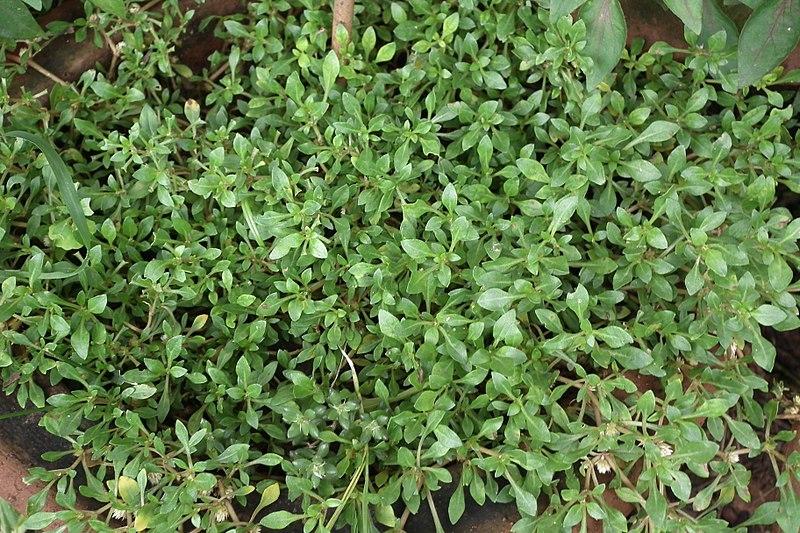 Les Propriétés Curatives d'Alternanthera Sessilis : Un Trésor de la Nature