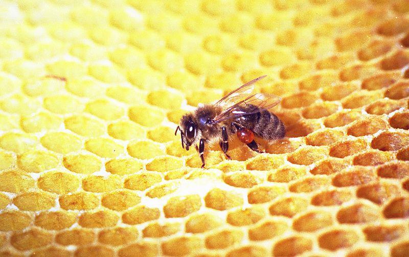 Les Propriétés Curatives de la Propolis en Extraction Alcoolique
