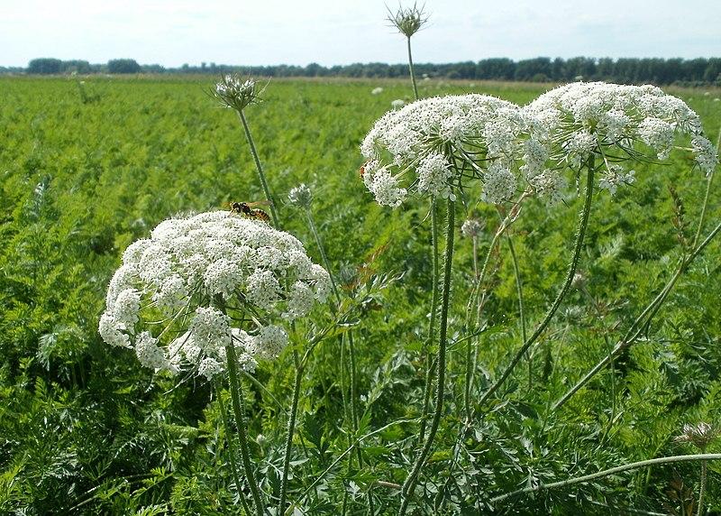 Les Propriétés Curatives du Daucus Carota : La Carotte Médicinale