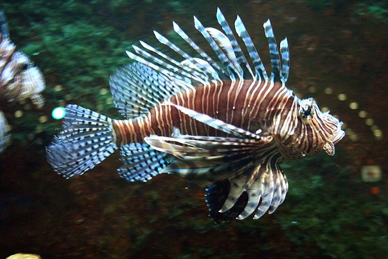 Les Vertus Curatives de la Plante Médicinale Pterois Volitans