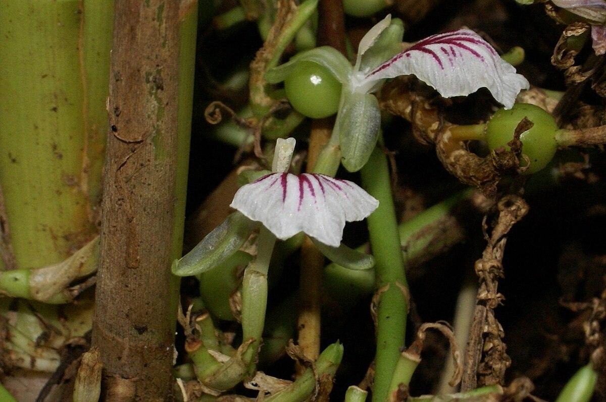 Les Propriétés Curatives de l'Elettaria Cardamomum : Un Trésor Médicinal