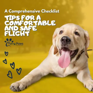 Tips for a Comfortable and Safe Flight