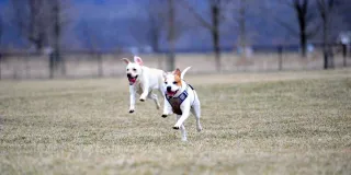 🐾 Run Wild, Wag Hard: A Day at Shelby Park Dog Run in Nashville, TN
