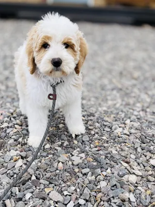 Unleash the Joy: A Guide to Discovering Dog-Friendly Activities