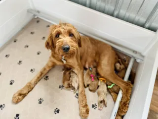 Do Mom Dogs Miss Their Puppies? 