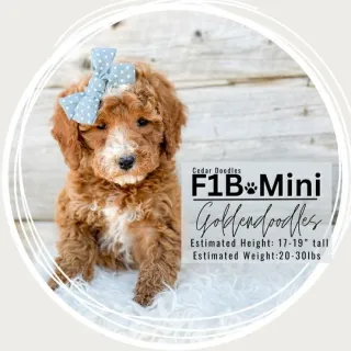 Goldendoodle Personality/Temperament