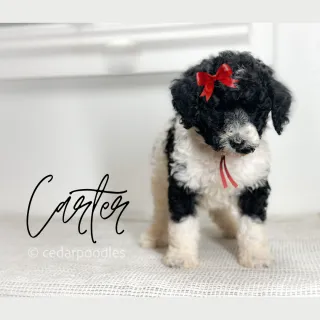 The Moyen Poodle: A Medium-Sized Breed with Big Personality