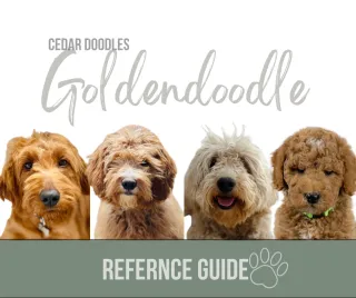 Goldendoodle Size, Color, Coat Type