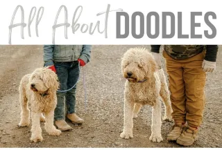 Doodle Sizes