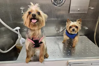 Yorkie Grooming Guide: Keeping Your Yorkshire Terrier Looking Fabulous