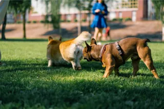 Dog Parks in Guelph, ON