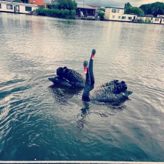 it's rare 2 Black Swans