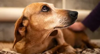 January Newsletter: Why Heartworm Prevention and Treatment Is Important