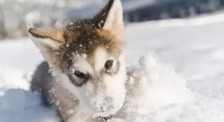January Newsletter: When to Let Your Puppy Go Outside During Winter