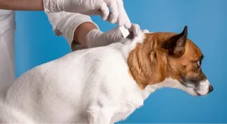 December Newsletter: When to Start Flea and Tick Prevention for Your Puppy